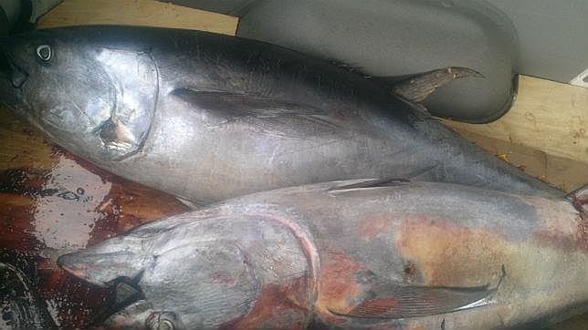 Cerco a la pesca ilegal de atún rojo en el Estrecho de Gibraltar