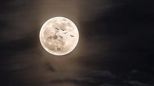 Buscan voluntarios para contar aves mirando a la Luna