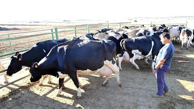 El Gobierno baraja dar ayudas de 300 euros por vaca a ganaderías en peligro