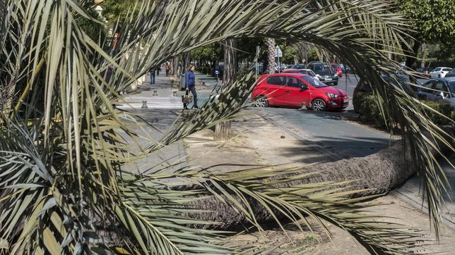 Multa del Ayuntamiento de Sevilla a una empresa por la muerte de palmeras