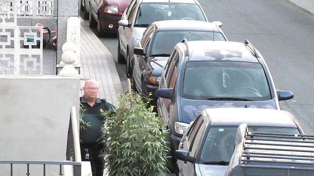 Un cultivo de marihuana a 30 metros de la Policía Local