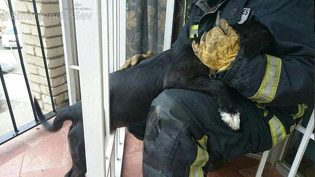 Los Bomberos liberan a un perro atrapado en la verja de un balcón en Nervión