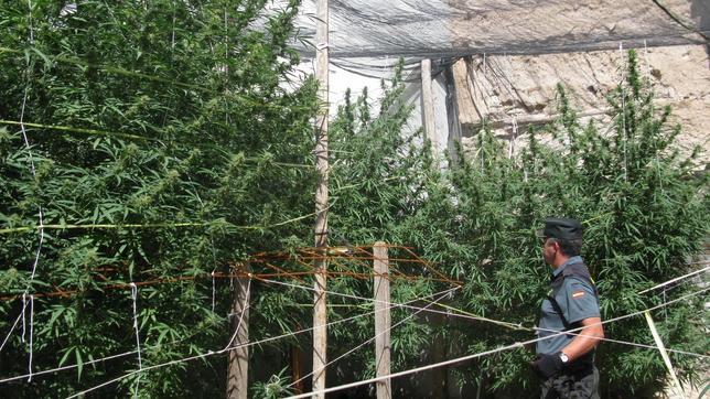 Intervienen más de 50 kilos de marihuana y desmantelan un laboratorio ilegal