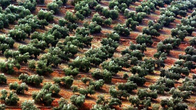 La superficie mundial del olivar suma más de 11 millones de hectáreas en el planeta