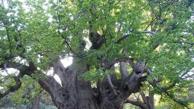 El árbol que mostró el camino de la victoria a Fernando «El Católico»