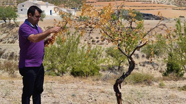 El «boom» de la almendra lleva a Écija a multiplicar por diez su producción