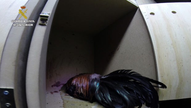 Uno de los gallos heridos en las peleas / ABC