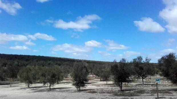 Los agricultores jerezanos pueden ya pedir los primeros fondos ITI