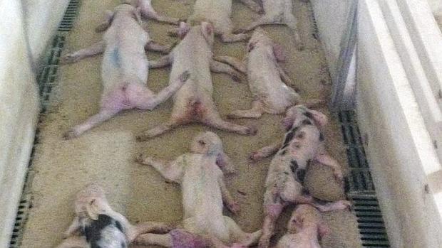 Los acusados de aplastar a 79 lechones en Huércal-Overa se enfrentan a dos años y medio de prisión