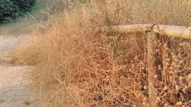 En los parques de ribera la vegetación prolifera sin control