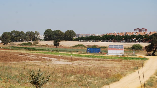 Zona donde irán los huertos urbanos