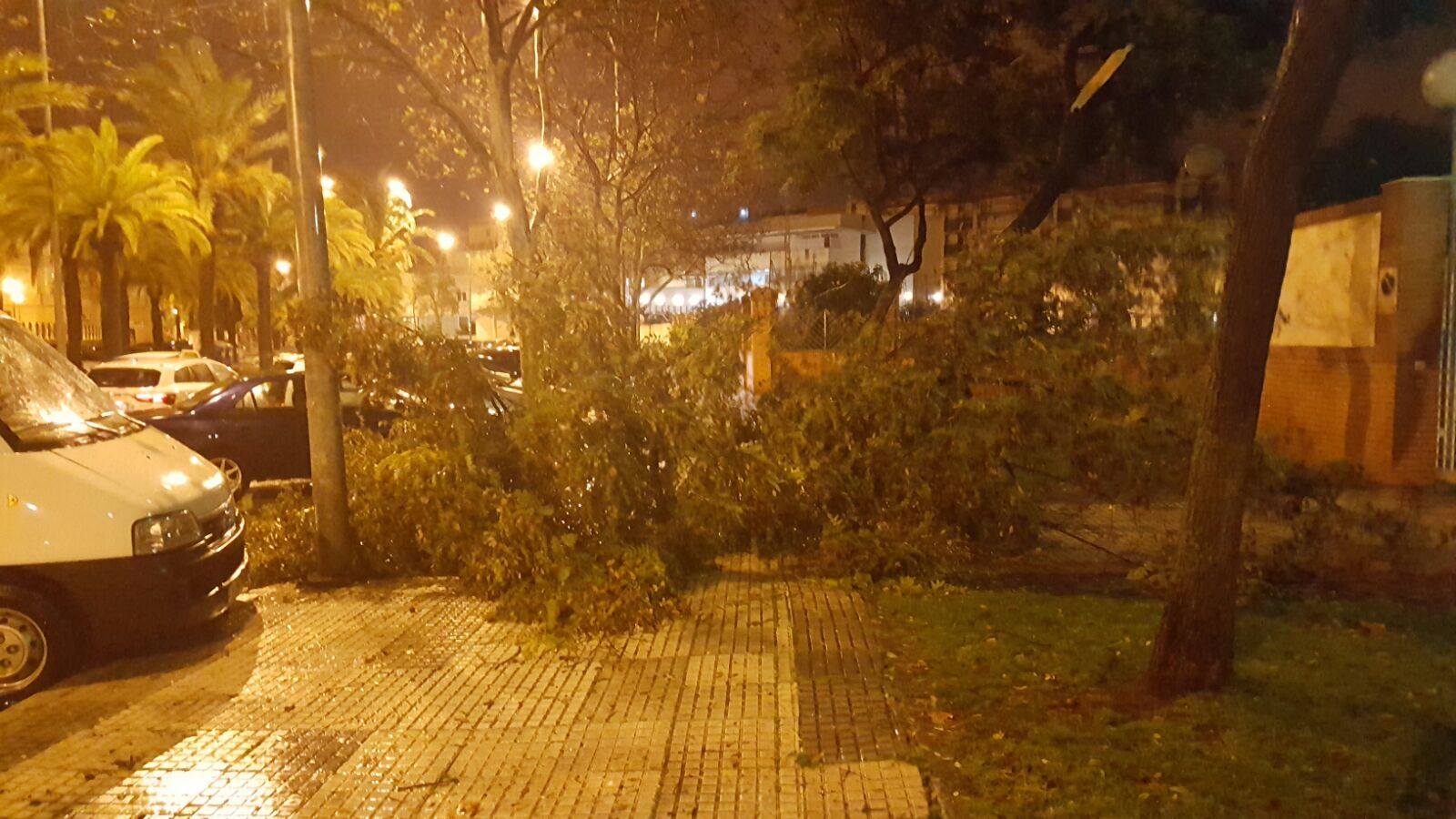 Árboles derribados por el viento en Huelva capital