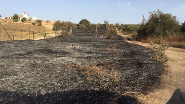 El fuego ha afectado a varias fincas de olivar y a vegetación de un arroyo/ABC