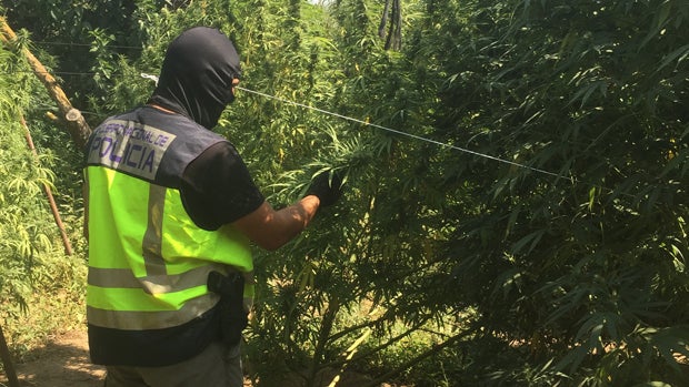 Plantación de marihuana desmantelada / ABC