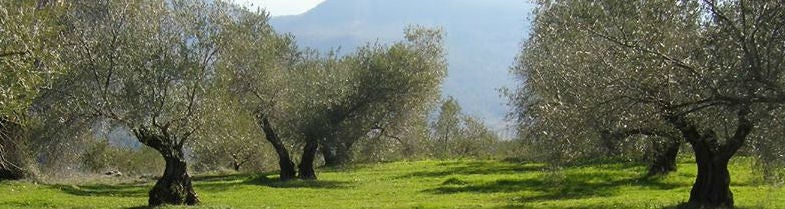 La dotación de riego para el olivar asciende a 1.350 metros cúbicos por hectárea