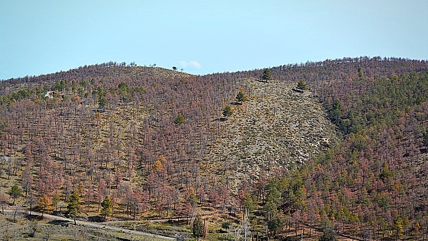 Millones de árboles están muriendo en la Sierra de Baza, al norte de Granada