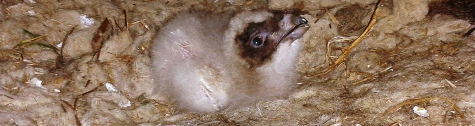 Cría de quebrantahuesos nacido en cautividad en Cazorla