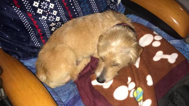 La mascota del hombre desaparecido