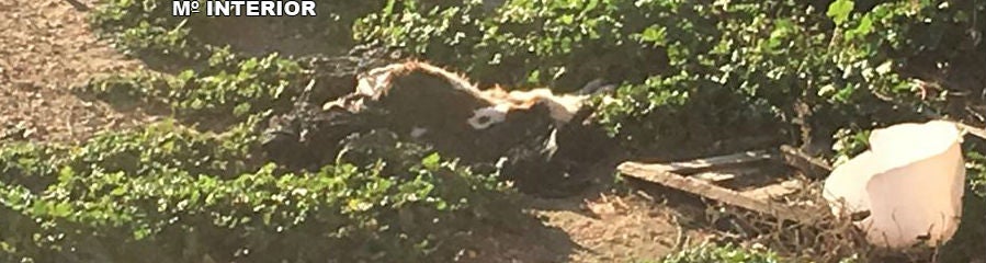 Uno de los perros encontrados en la finca de Castellar