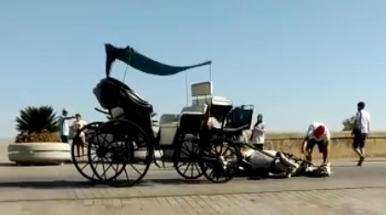 Captura del vídeo en el que puede verse al animal en el suelo