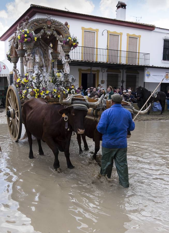 El yuntero de la Hermandad Valencia conduce a los bueyes que portan el Simpecado de la filial a su llegada