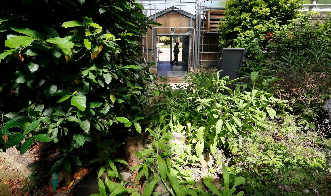 Un paseo por el Real Jardín Botánico de Córdoba, en imágenes