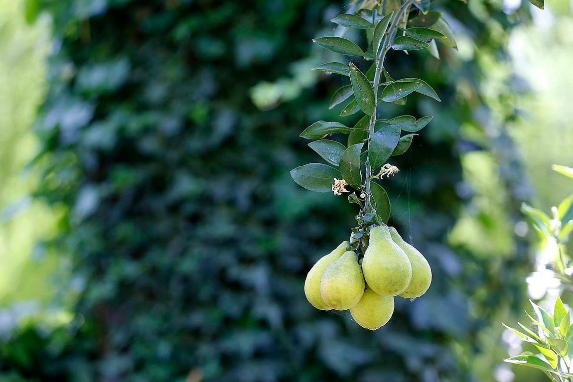 Un paseo por el Real Jardín Botánico de Córdoba, en imágenes