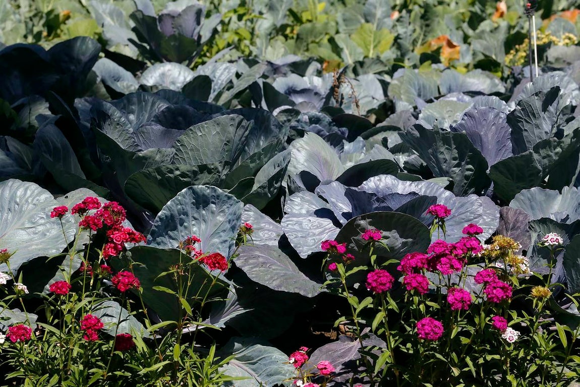 Un paseo por el Real Jardín Botánico de Córdoba, en imágenes
