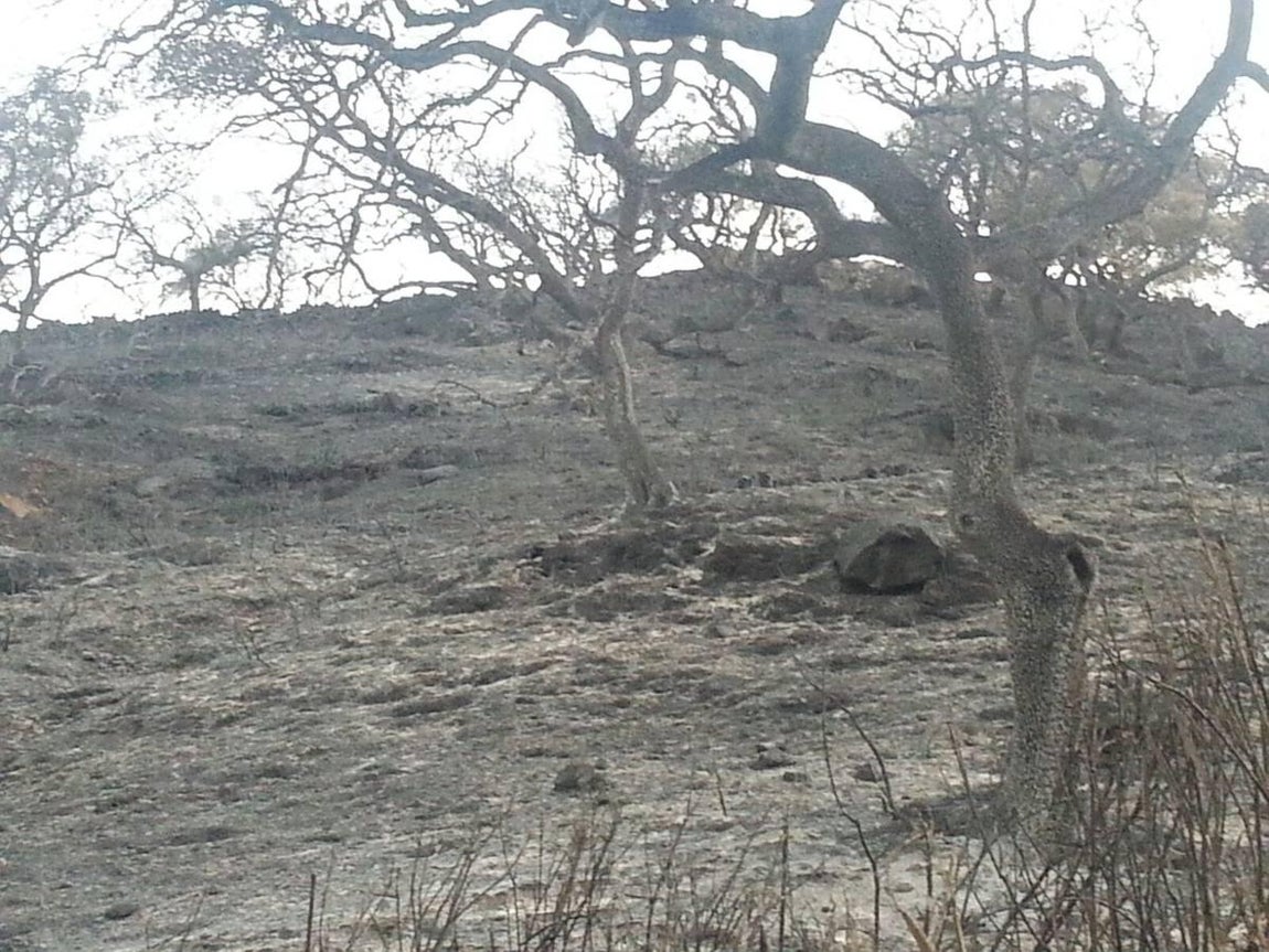 Cenizas tras el incendio de El Castillo de las Guardas
