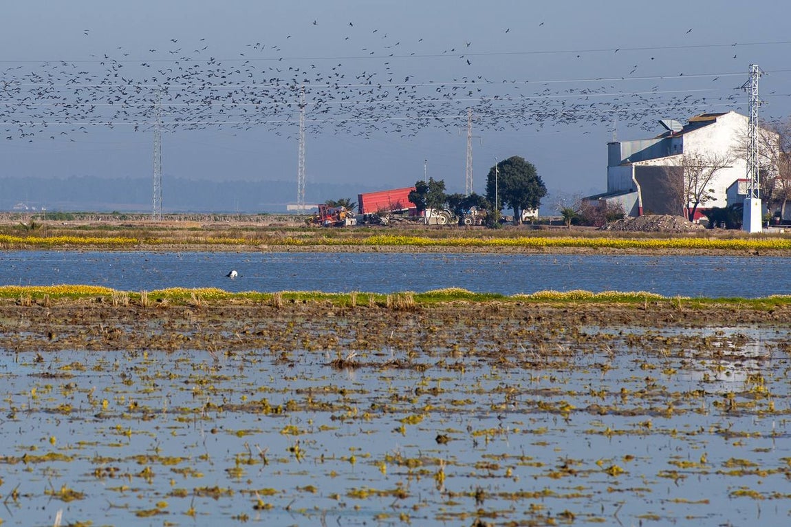 Golpe al narcotráfico en la apacible localidad de Isla Mayor