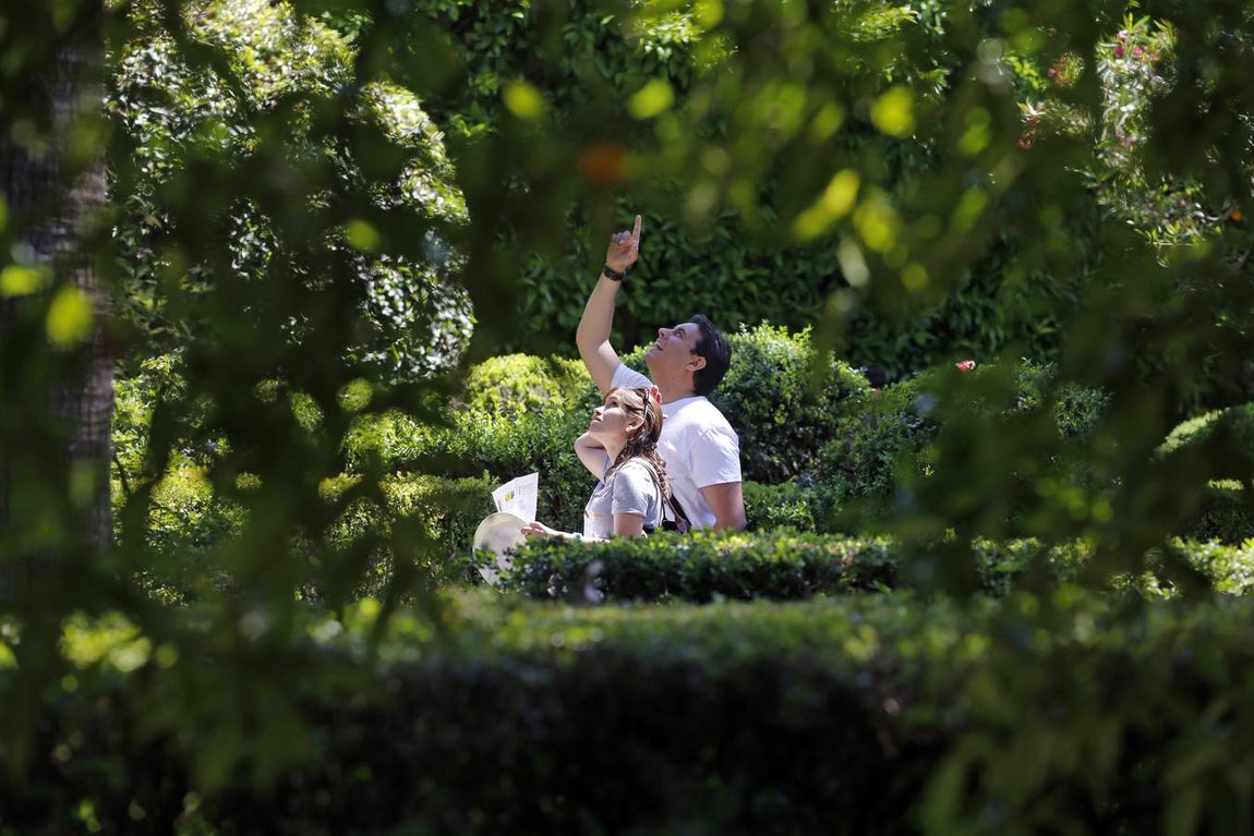 Los patios del Palacio de Viana de Córdoba, en imágenes