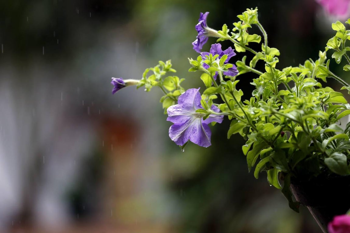Los patios de la Judería de Córdoba, en imágenes