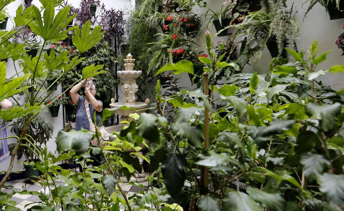 Los patios de la Judería de Córdoba, en imágenes