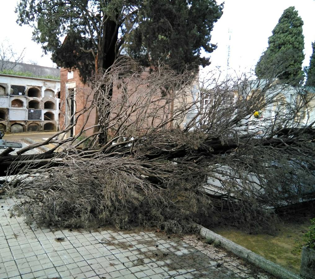 Temporal en Sevilla: El paso de la borrasca Emma por la ciudad, en imágenes