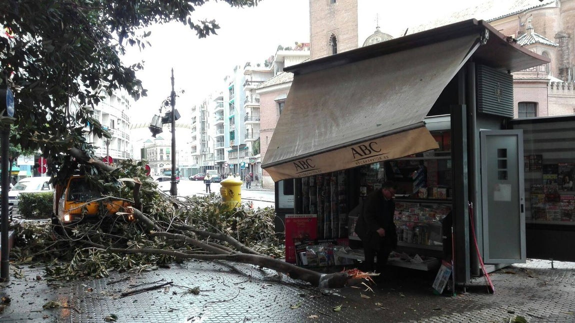 Temporal en Sevilla: El paso de la borrasca Emma por la ciudad, en imágenes