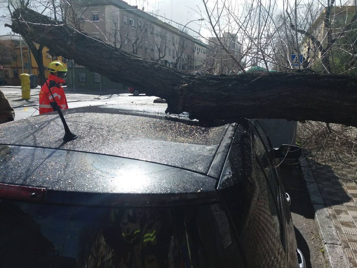 Los estragos del temporal en Sevilla