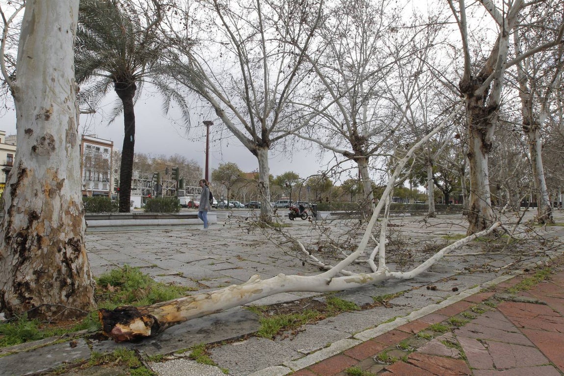 Los estragos del temporal en Sevilla