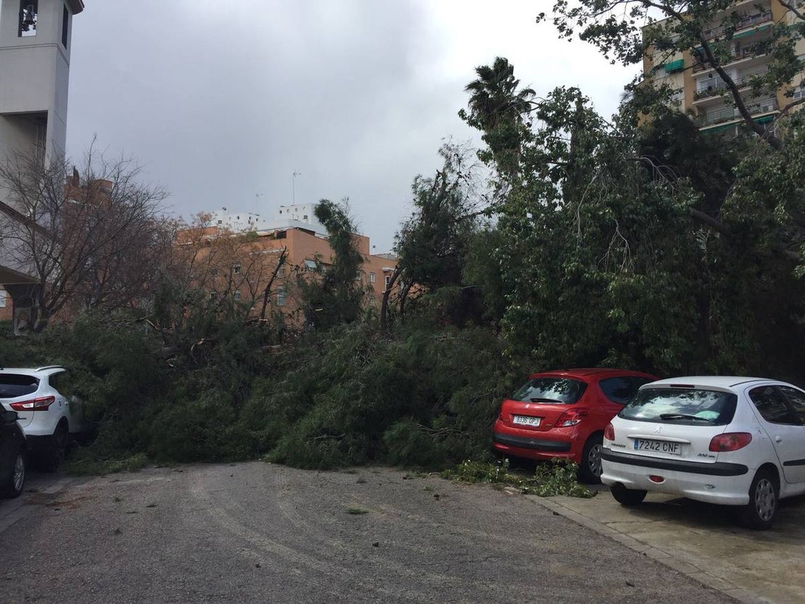 Los estragos del temporal en Sevilla