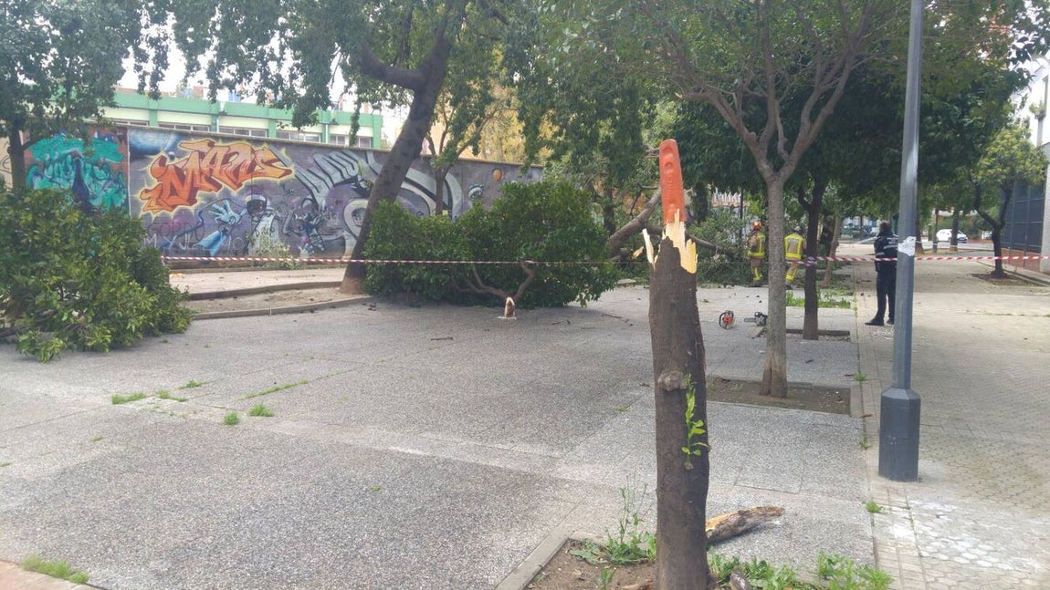 Los estragos del temporal en Sevilla