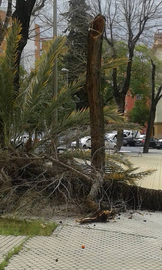 #TemporalABCsev: Los estragos del temporal en la ciudad desde el objetivo de los sevillanos