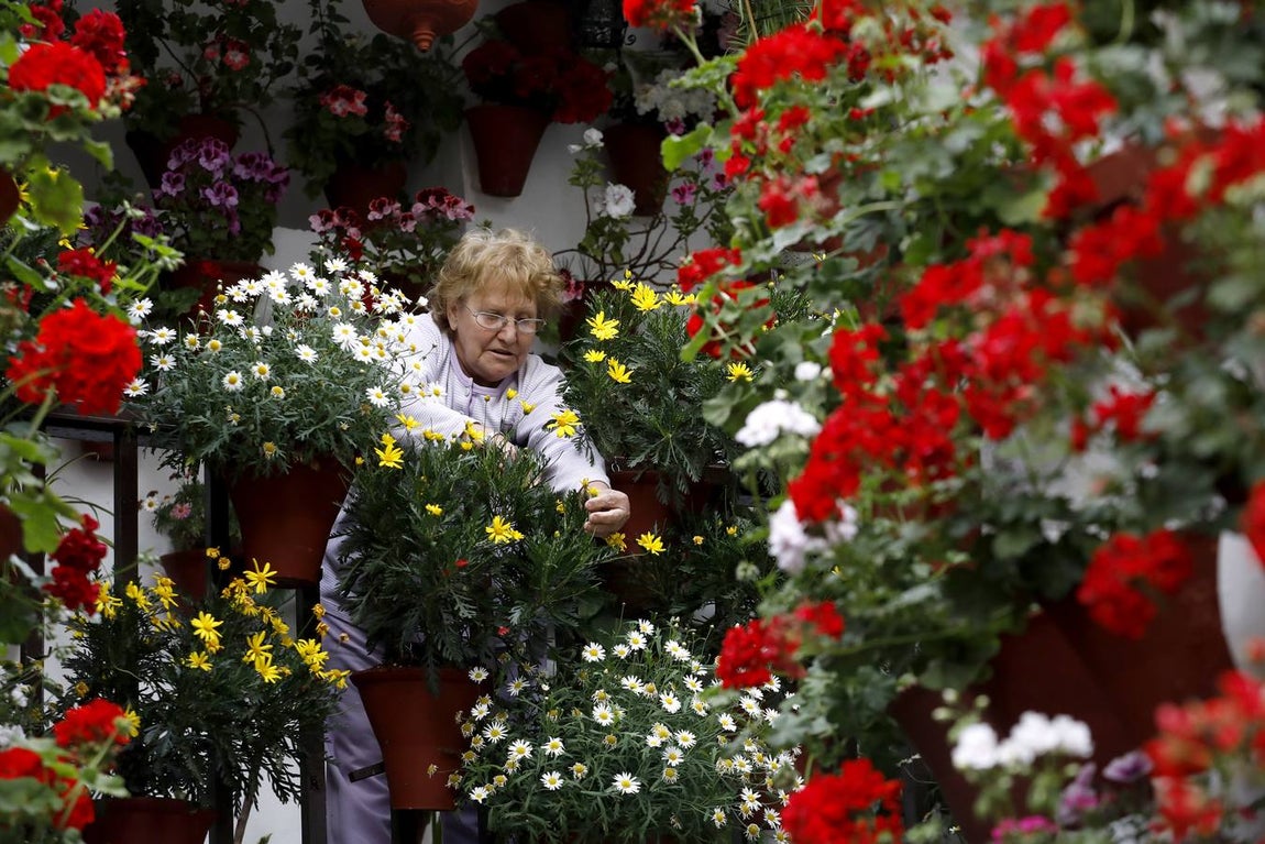 Los preparativos de la Fiesta de los Patios de Córdoba, en imágenes