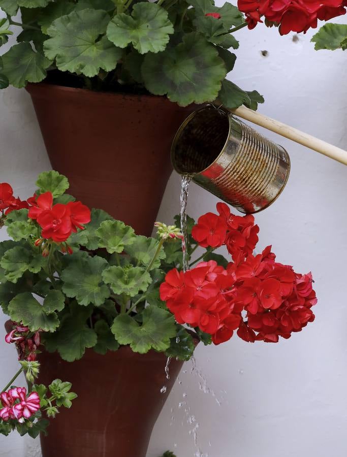 Los preparativos de la Fiesta de los Patios de Córdoba, en imágenes