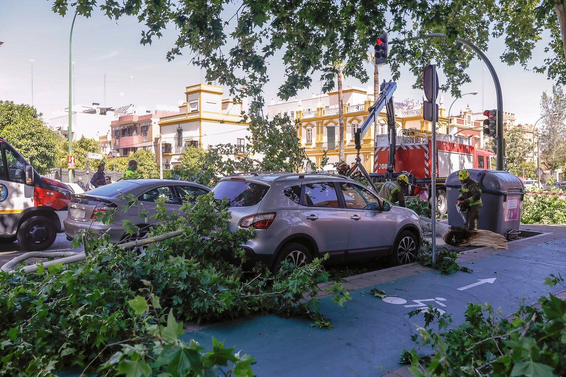 Las imágenes que ha dejado la caída del árbol en la Cruz del Campo