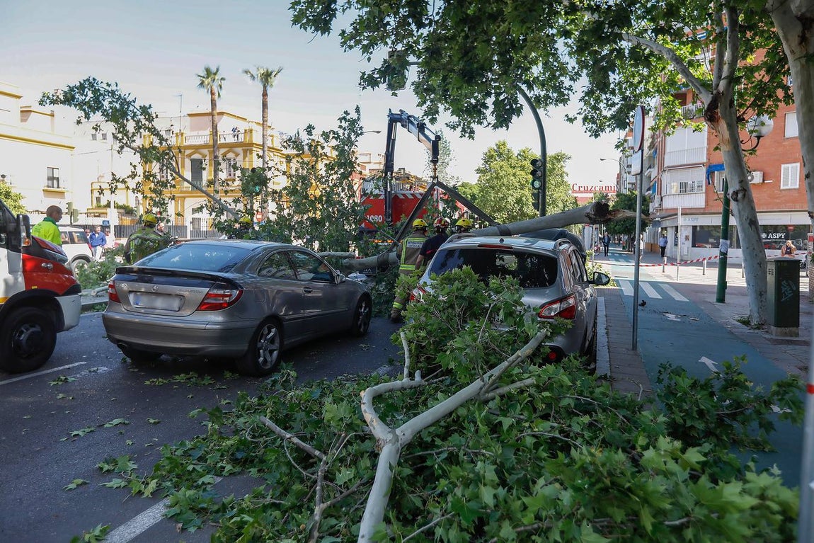 Las imágenes que ha dejado la caída del árbol en la Cruz del Campo