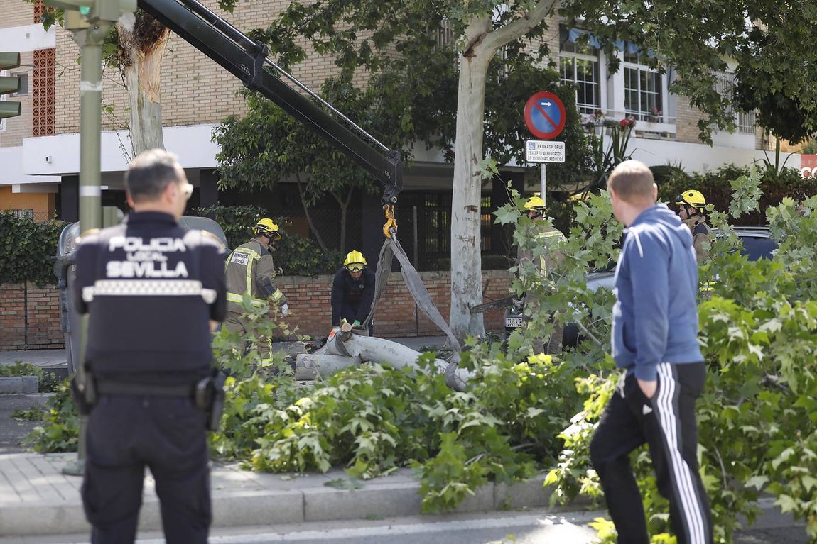 Las imágenes que ha dejado la caída del árbol en la Cruz del Campo