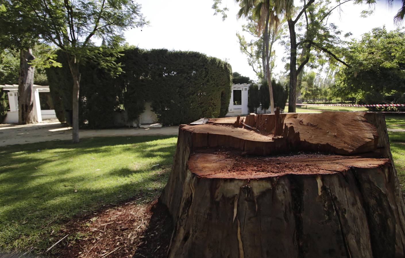 Los daños al caer una gran rama en el parque de María Luisa