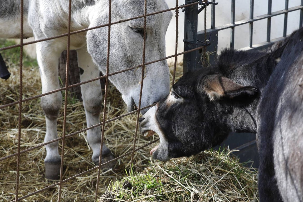 Un paseo por la Navidad de Rute, en imágenes