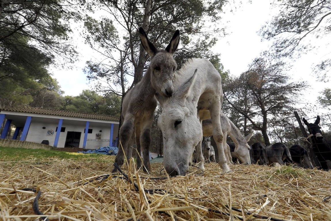 Un paseo por la Navidad de Rute, en imágenes