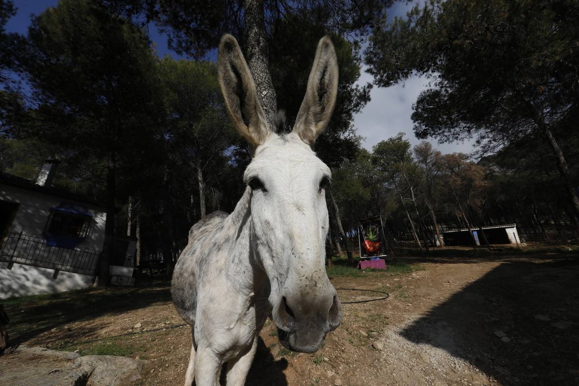 Un paseo por la Navidad de Rute, en imágenes