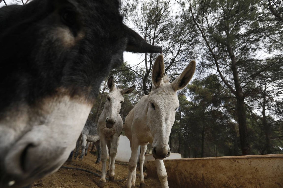 Un paseo por la Navidad de Rute, en imágenes